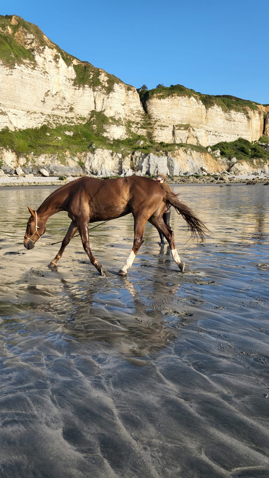 Equinhelp - Maud Cappelle (re)training horses